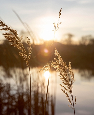 Sonnenuntergang am See, im Vordergrund wehen sanft ein paar Gräser